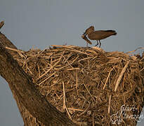 Hamerkop