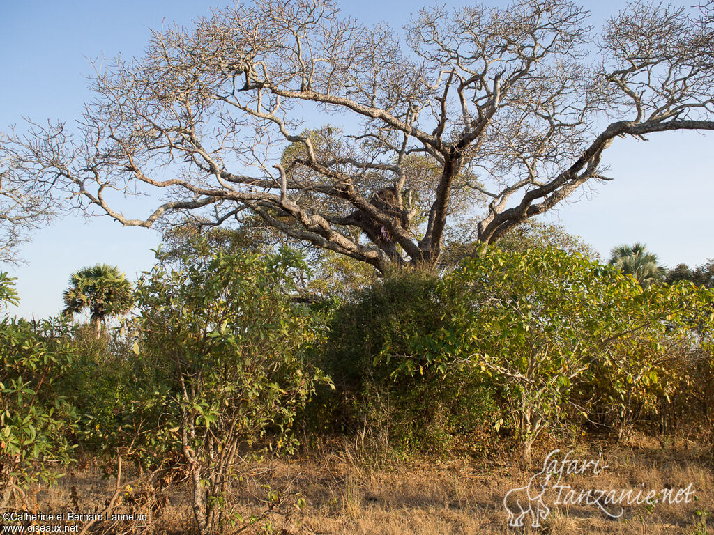 Ombrette africaine, habitat, Nidification