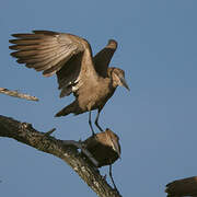 Hamerkop