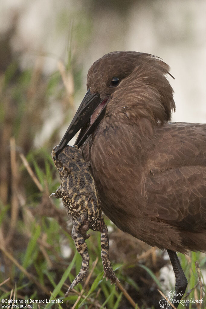 Hamerkopadult, feeding habits, fishing/hunting