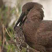 Hamerkop