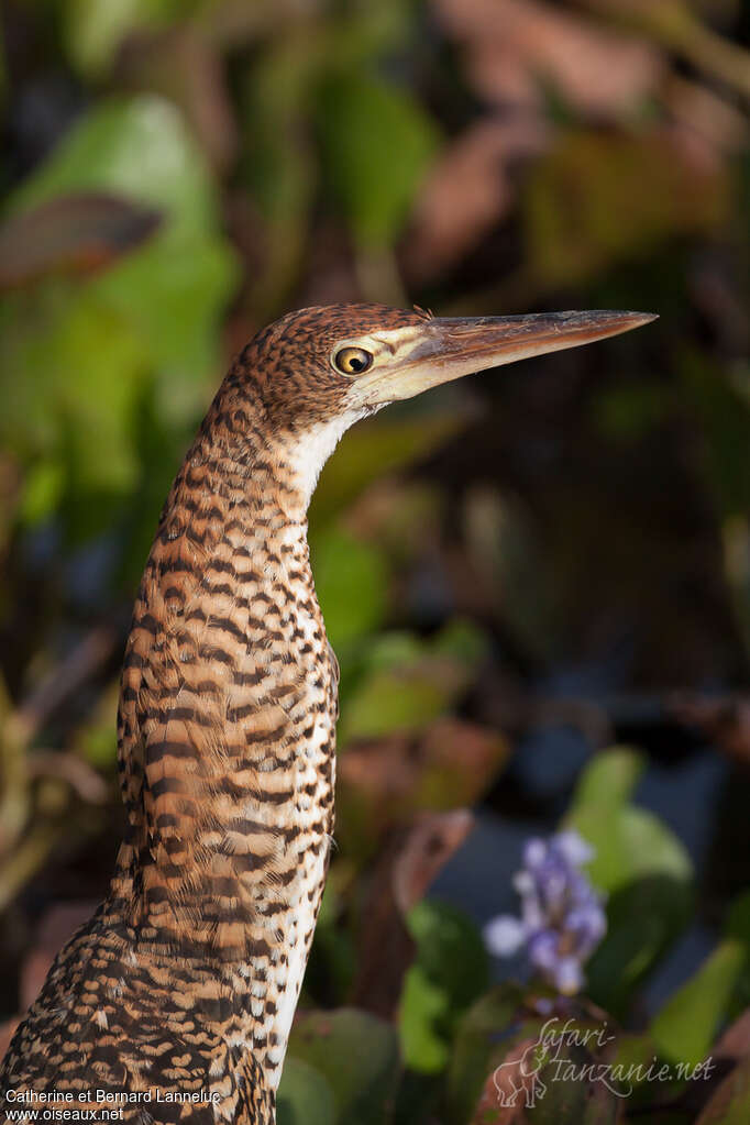 Onoré rayéimmature, portrait