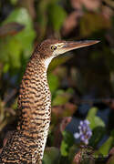 Rufescent Tiger Heron