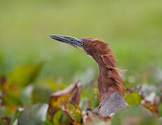 Rufescent Tiger Heron