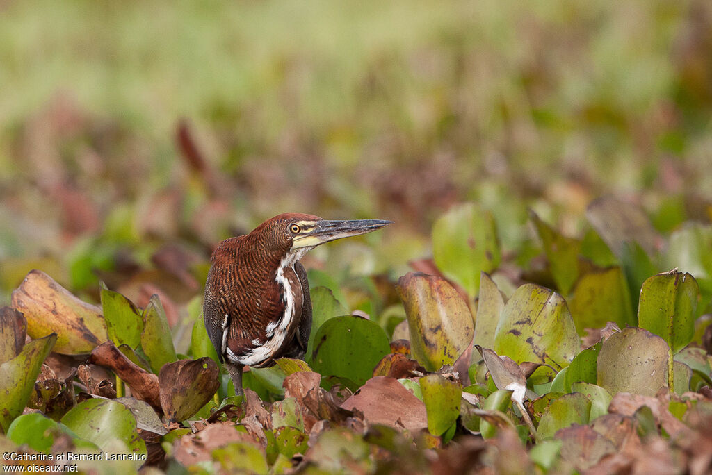 Rufescent Tiger Heronadult, habitat