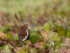 Rufescent Tiger Heron