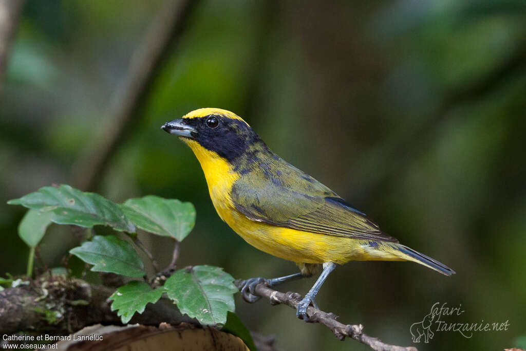 Thick-billed Euphonia male subadult transition, identification