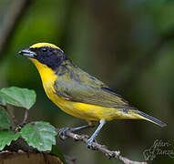 Thick-billed Euphonia