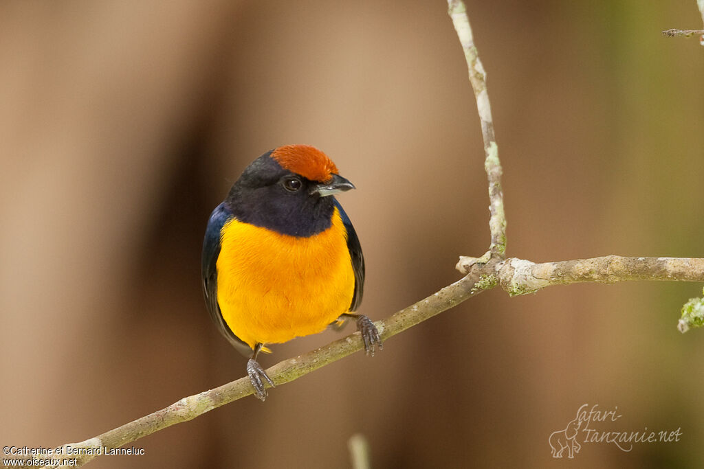 Orange-bellied Euphonia male adult, pigmentation