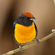 Orange-bellied Euphonia