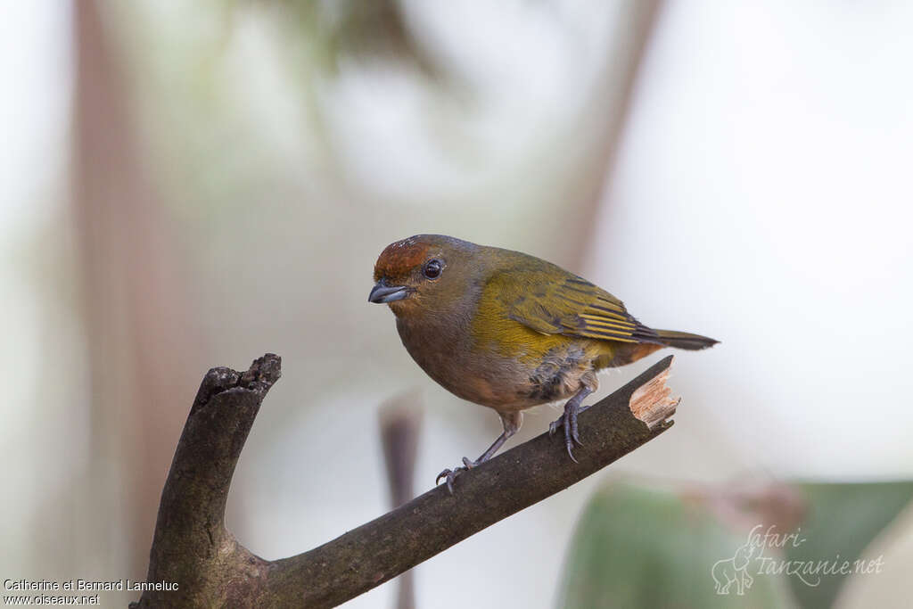 Orange-bellied Euphonia female adult, close-up portrait