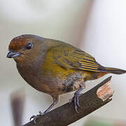 Orange-bellied Euphonia