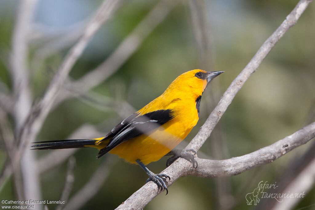 Yellow Oriole