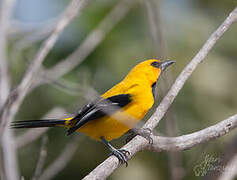 Oriole jaune