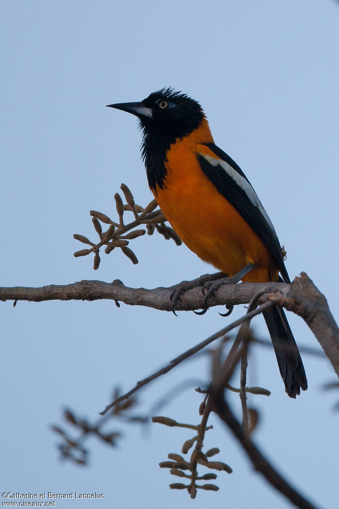 Oriole troupialeadulte, identification