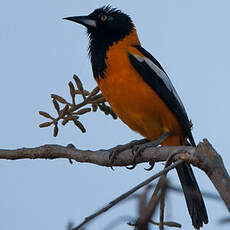 Oriole troupiale