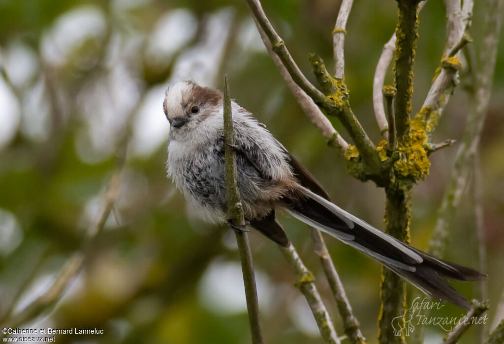 Long-tailed Titjuvenile