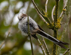 Long-tailed Tit