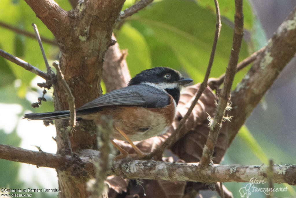 Black-throated Bushtitadult, identification