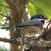 Black-throated Bushtit