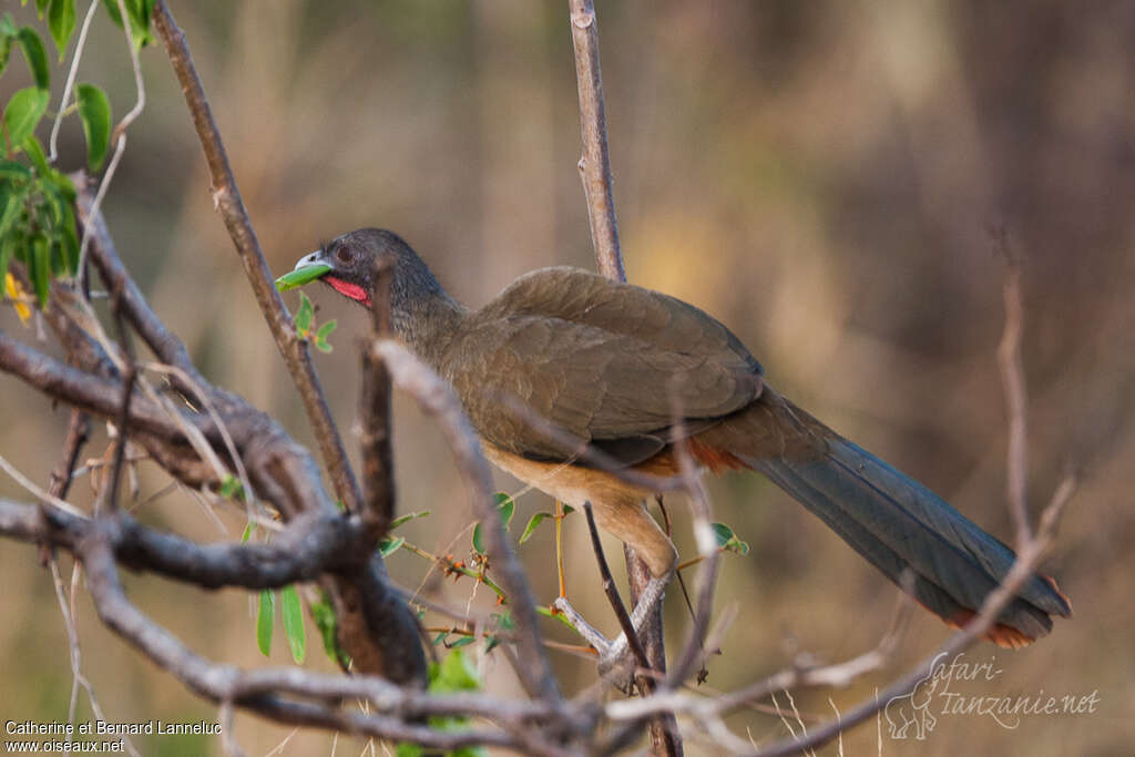 Rufous-vented Chachalacaadult, identification, feeding habits