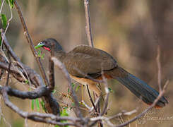 Rufous-vented Chachalaca