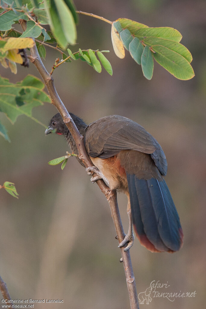 Rufous-vented Chachalaca