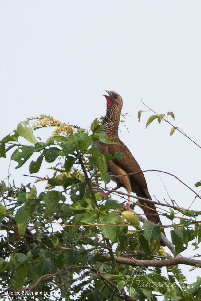 Speckled Chachalacaadult, song