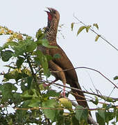 Speckled Chachalaca