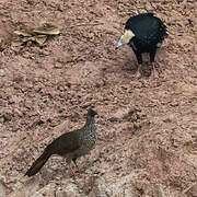 Speckled Chachalaca