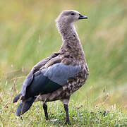 Blue-winged Goose