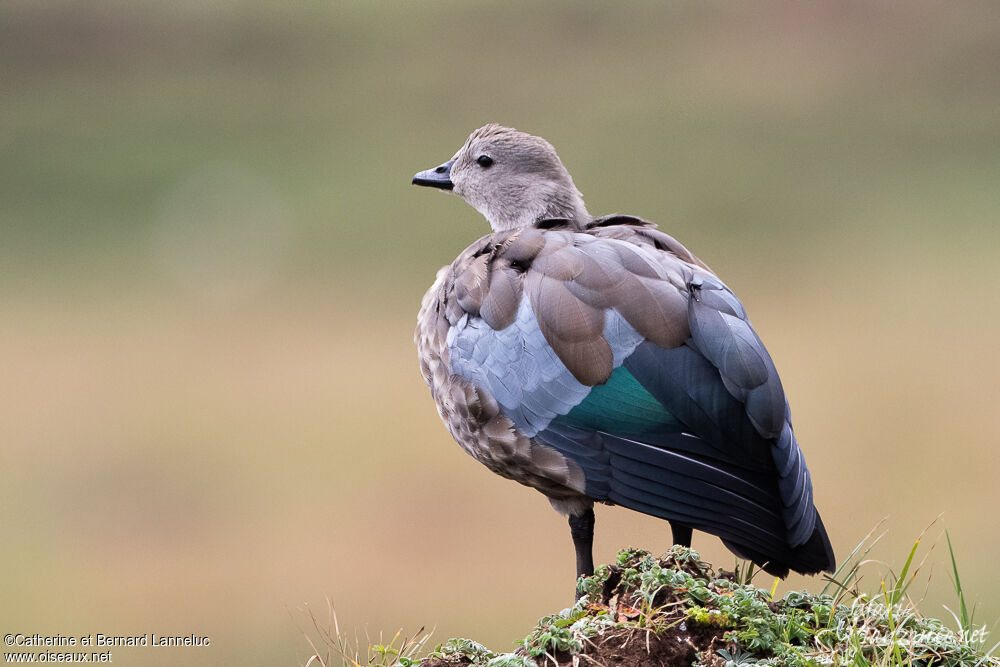 Blue-winged Gooseadult, aspect