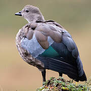 Blue-winged Goose