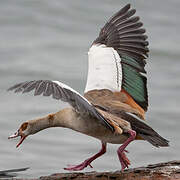 Egyptian Goose