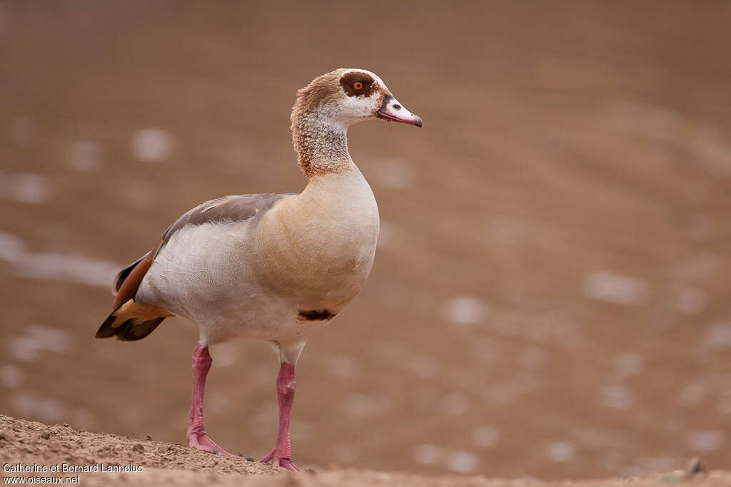 Egyptian Gooseadult, identification