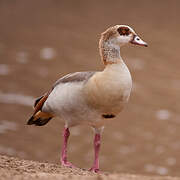 Egyptian Goose