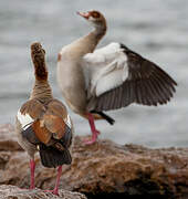 Egyptian Goose