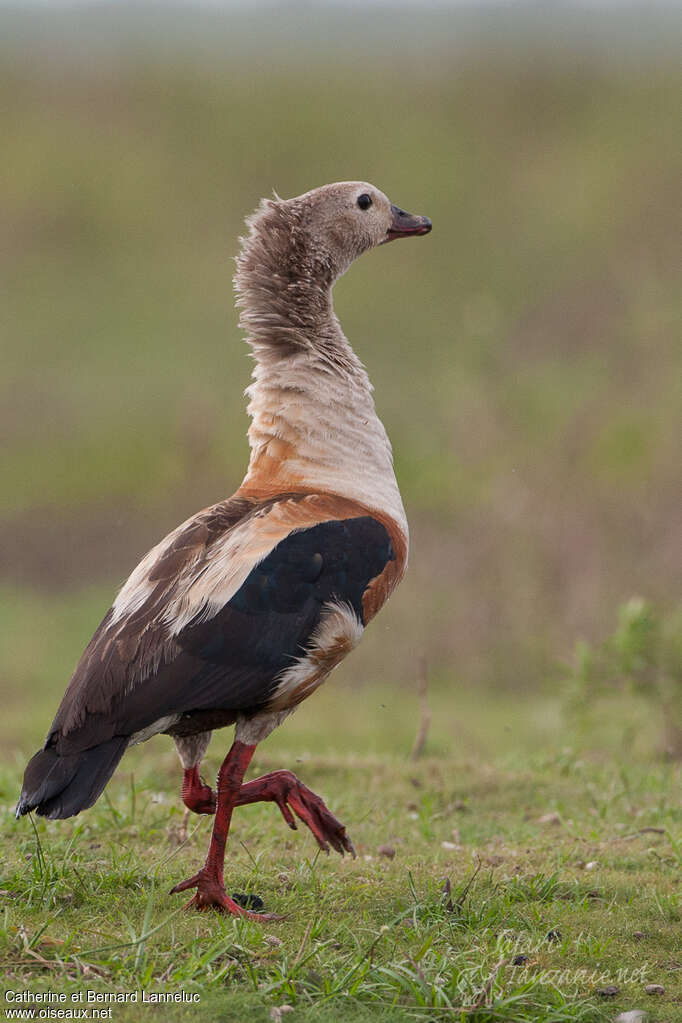 Orinoco Gooseadult, identification