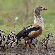 Orinoco Goose