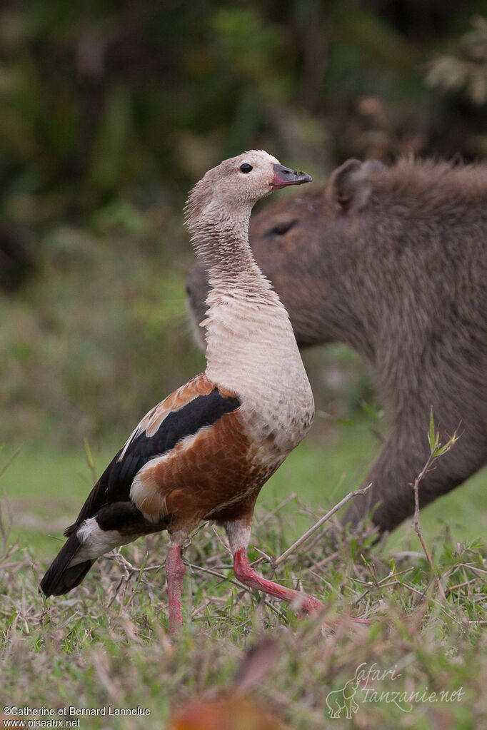 Orinoco Gooseadult, identification