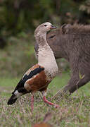 Orinoco Goose