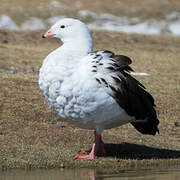 Andean Goose