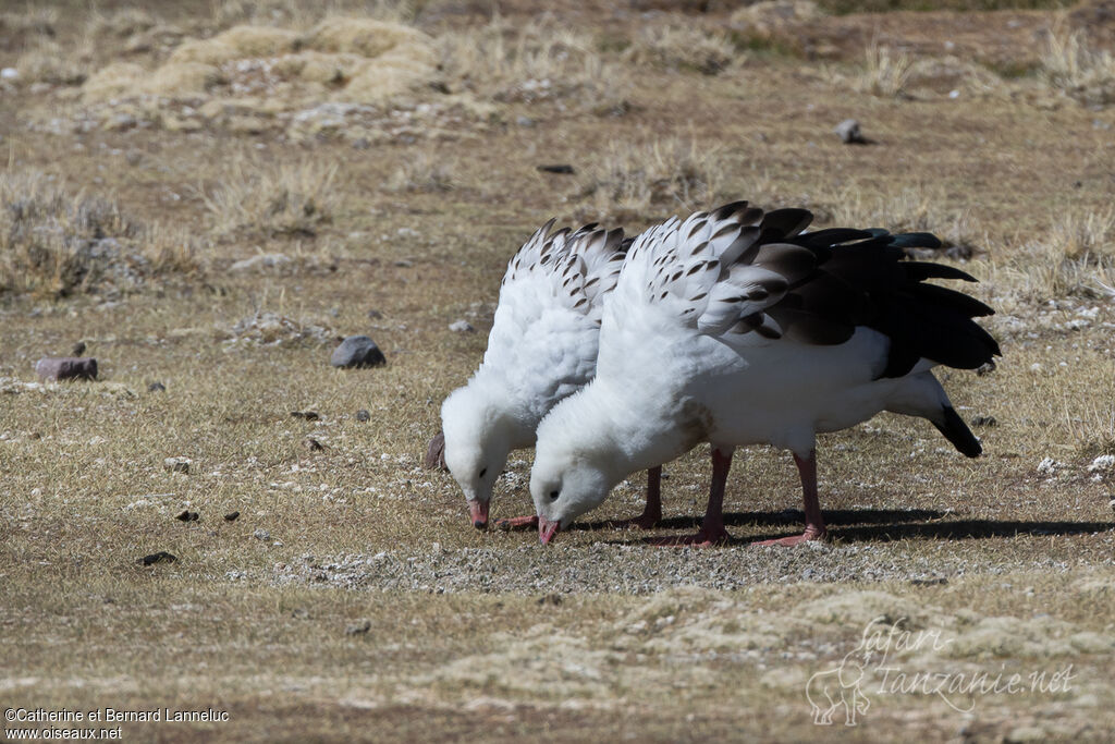 Andean Gooseadult