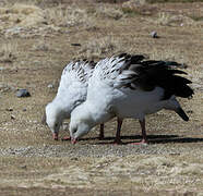 Andean Goose