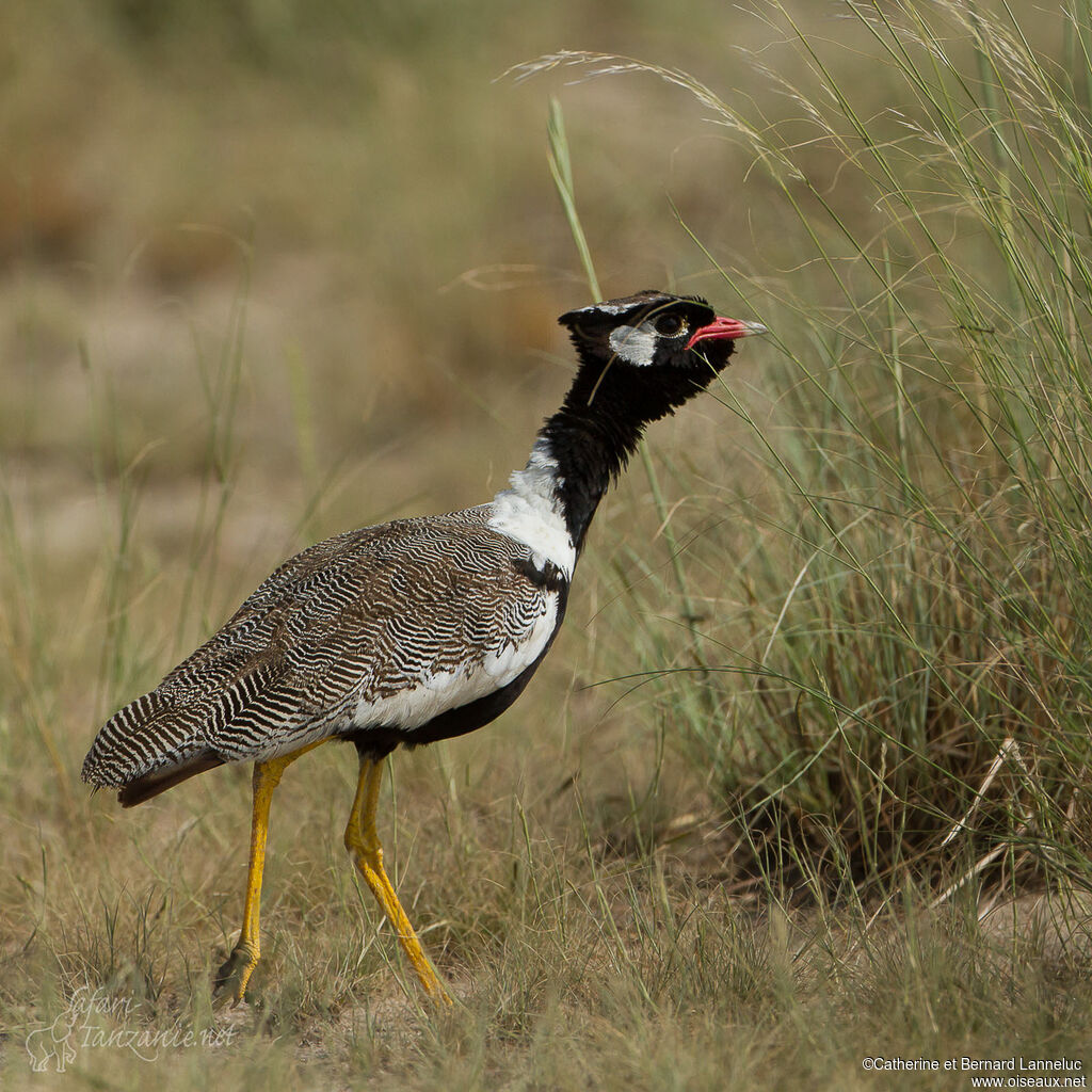 Northern Black Korhaan male adult, identification