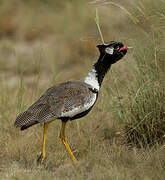 Northern Black Korhaan