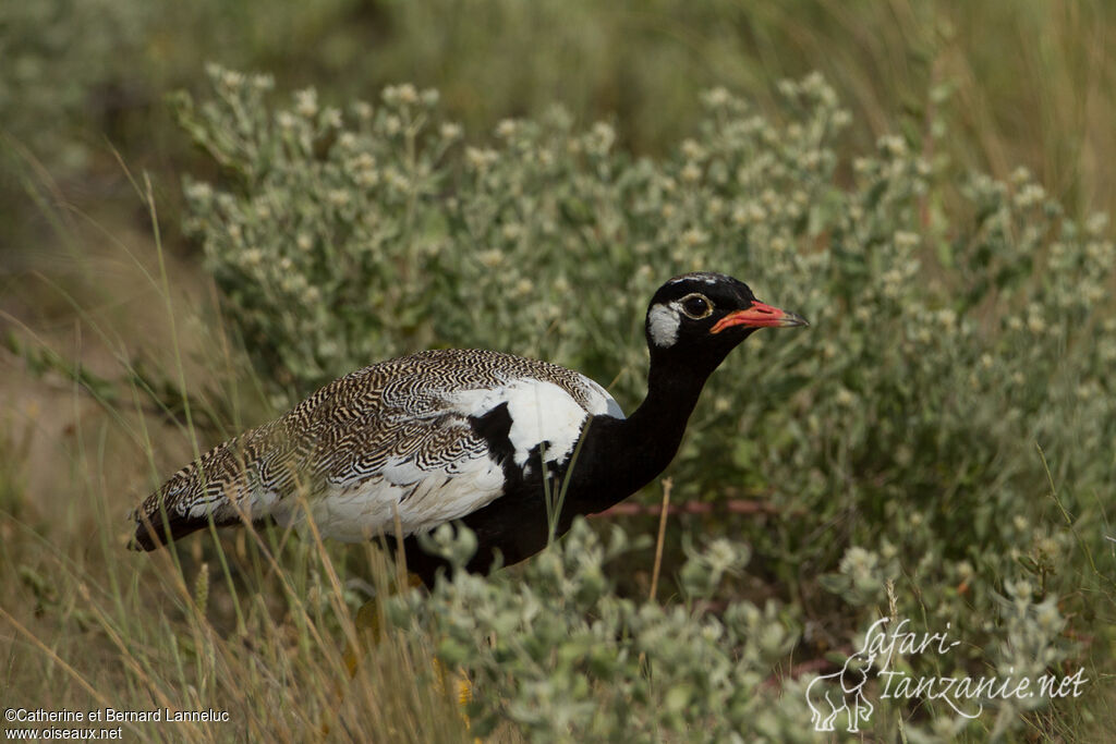 Northern Black Korhaan male adult, identification