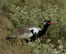 Northern Black Korhaan