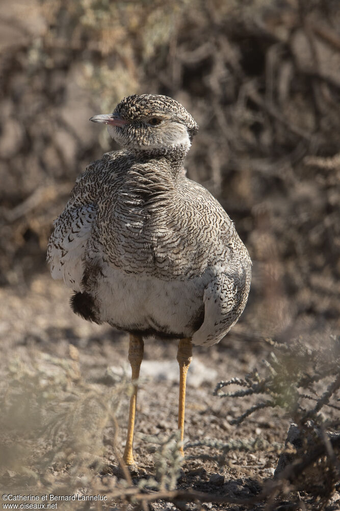 Northern Black Korhaan female adult, identification