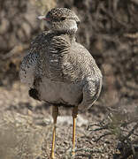 Northern Black Korhaan